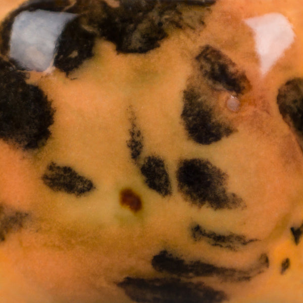 CG1013 Papaya